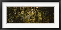 Framed Sunset over a forest, Monteverde Cloud Forest, Costa Rica