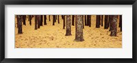 Framed Low Section View Of Pine And Oak Trees, Cape Cod, Massachusetts, USA