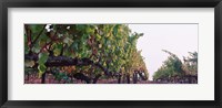 Framed Crops in a vineyard, Sonoma County, California, USA