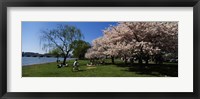 Framed Group of people in a garden, Cherry Blossom, Washington DC, USA