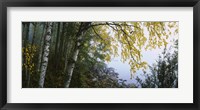 Framed Birch trees in a forest, Puumala, Finland