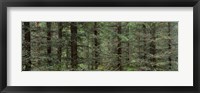 Framed Trees in a forest, Spruce Forest, Joutseno, Finland