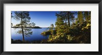 Framed Trees at the lakeside, Lake Saimaa, Puumala, Finland