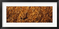 Framed Close-up of ripe soybeans, Minnesota, USA