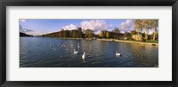 Framed Flock of swans swimming in a lake, Chateau de Versailles, Versailles, Yvelines, France