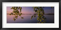 Framed Close-up of leaves of a birch tree, Joutseno, Southern Finland, South Karelia, Finland