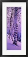 Framed Birch trees at the frozen riverside, Vuoksi River, Imatra, Finland