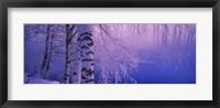 Framed Birch tree at a riverside, Vuoksi River, Imatra, Finland