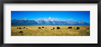 Framed Field of Bison with mountains in background, Grand Teton National Park, Wyoming, USA