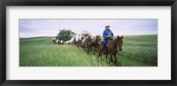 Framed Historical reenactment of covered wagons in a field, North Dakota, USA