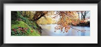 Framed Trees along a river, River Dart, Bickleigh, Mid Devon, Devon, England