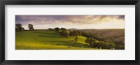 Framed High angle view of sheep grazing in a field, Bickleigh, Mid Devon, Devon, England