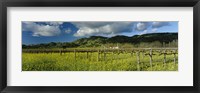 Framed Mustard crop in a field near St. Helena, Napa Valley, Napa County, California, USA