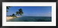 Framed Palm tree overhanging on the beach, Laughing Bird Caye, Victoria Channel, Belize