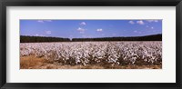 Framed Cotton crops in a field, Georgia, USA