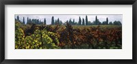 Framed Vineyards with trees in the background, Apennines, Emilia-Romagna, Italy