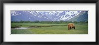 Framed Grizzly bear grazing in a field, Kukak Bay, Katmai National Park, Alaska