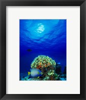 Framed Queen angelfish (Holacanthus ciliaris) and Blue chromis (Chromis cyanea) with Black Durgon in the sea