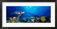 Framed Hawksbill turtle (Eretmochelys Imbricata) and French angelfish (Pomacanthus paru) with Stoplight Parrotfish (Sparisoma viride)