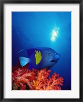 Framed Yellow-Banded angelfish (Pomacanthus maculosus) with soft corals in the ocean