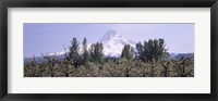 Framed Fruit trees in an orchard with a snowcapped mountain in the background, Mt Hood, Hood River Valley, Oregon, USA