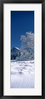 Framed Oak tree and rock formations covered with snow, Half Dome, Yosemite National Park, Mariposa County, California, USA