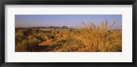 Framed Grass growing in a desert, Namib Rand Nature Reserve, Namib Desert, Namibia