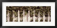 Framed White picket fence surrounded by bushes along Truman Avenue, Key West, Monroe County, Florida, USA