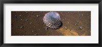 Framed Haleakala silversword (Argyroxiphium sandwicense subsp. macrocephalum), Haleakala National Park, Maui, Hawaii, USA