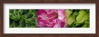 Framed Leaves and pink flowers