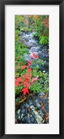 Framed River flowing through a forest, Black River, Upper Peninsula, Michigan (vertical)