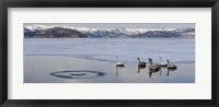 Framed Whooper swans (Cygnus cygnus) on frozen lake, Lake Kussharo, Akan National Park, Hokkaido, Japan