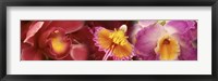 Framed Details of red and violet Orchid flowers