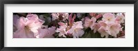 Framed Multiple images of pink Rhododendron flowers