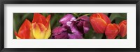 Framed Multiple images of tulip flowers