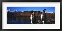 Framed Two King penguins on shore of Cumberland Bay East, King Edward Point, Cumberland Bay, South Georgia Island