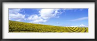 Framed Mustard Fields, Napa Valley, California, USA