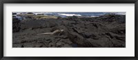 Framed Marine iguana (Amblyrhynchus cristatus) on volcanic rock, Isabela Island, Galapagos Islands, Ecuador