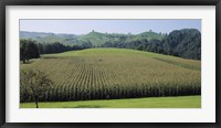 Framed Switzerland, Canton Zug, Panoramic view of Cornfields