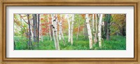 Framed Birch trees in a forest, Acadia National Park, Maine