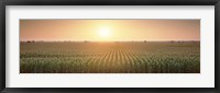 Framed View Of The Corn Field During Sunrise, Sacramento County, California, USA