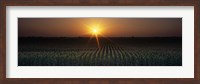 Framed Sunrise, Crops, Farm, Sacramento, California, USA