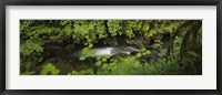 Framed High angle view of a lake in the forest, Willaby Creek, Olympic National Forest, Washington State, USA