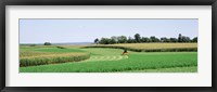 Framed Harvesting, Farm, Frederick County, Maryland, USA