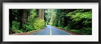 Framed Road passing through a forest, Prairie Creek Redwoods State Park, California, USA