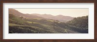 Framed High angle view of a vineyard in a valley, Sonoma, Sonoma County, California, USA