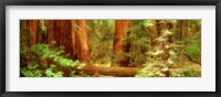 Framed Muir Woods, Trees, National Park, Redwoods, California