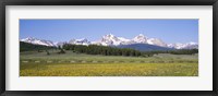 Framed Flowers in a field with a mountain in the background, Sawtooth Mountains, Sawtooth National Recreation Area, Stanley, Idaho, USA