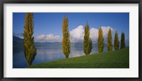 Framed Row of poplar trees along a lake, Lake Zug, Switzerland