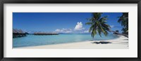 Framed Palm Tree On The Beach, Moana Beach, Bora Bora, Tahiti, French Polynesia